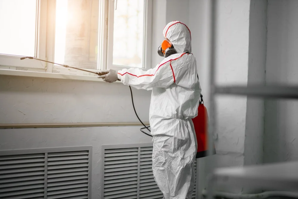 Professional mold remediation services in Patchogue, NY